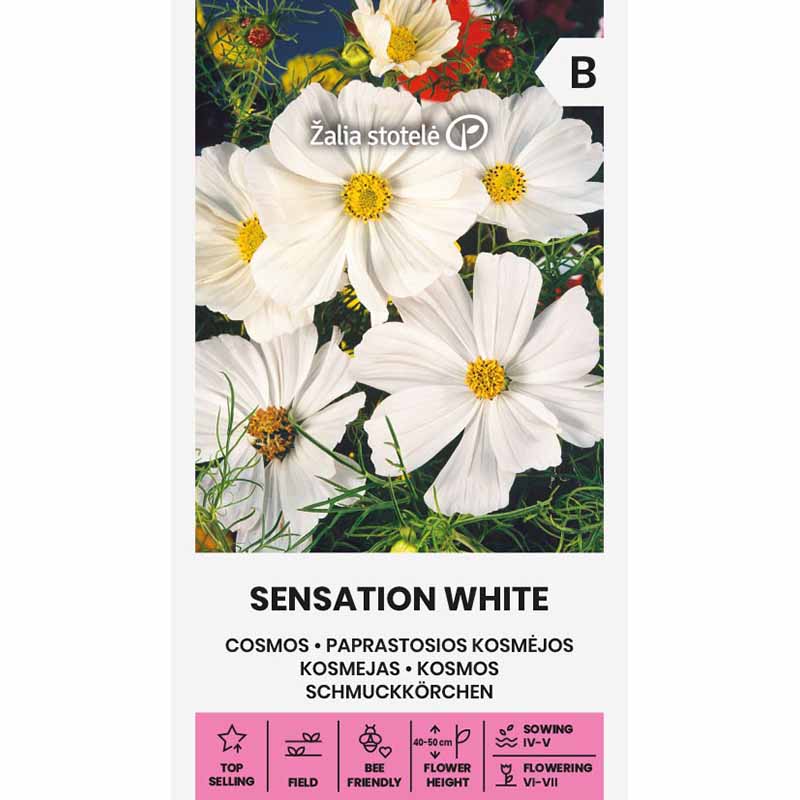 Kosmoskukka 'Sensation white'