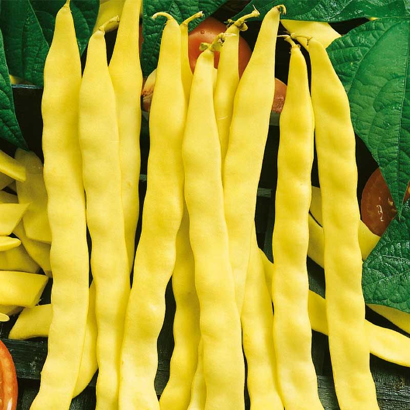 Salkopapu 'Goldmarie'