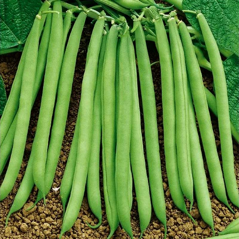 Pensaspapu 'Contender'