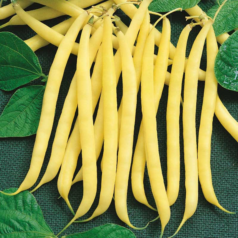 Pensaspapu 'Zlota Saxa'