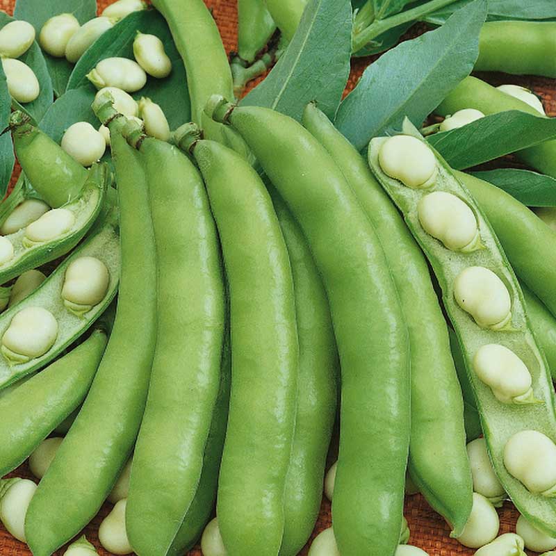 Härkäpapu 'Windsor bialy'