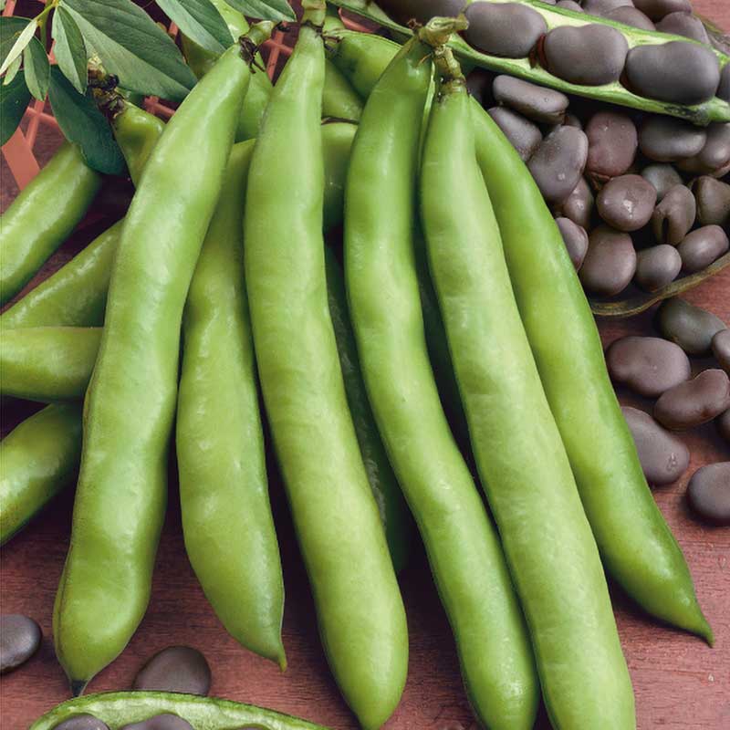 Härkäpapu 'Extra precoce a grano violetto'