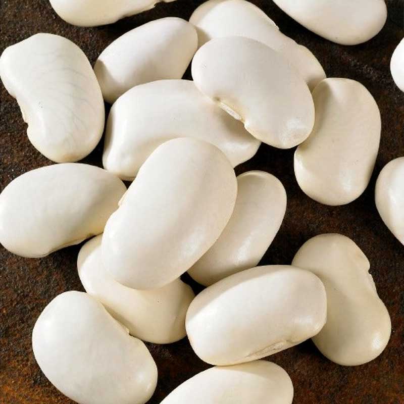 Ruusupapu 'Piekny jas'