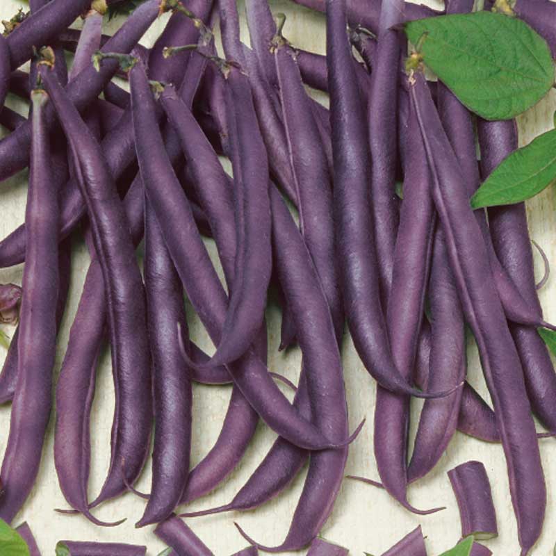 Pensaspapu 'Amethyst'