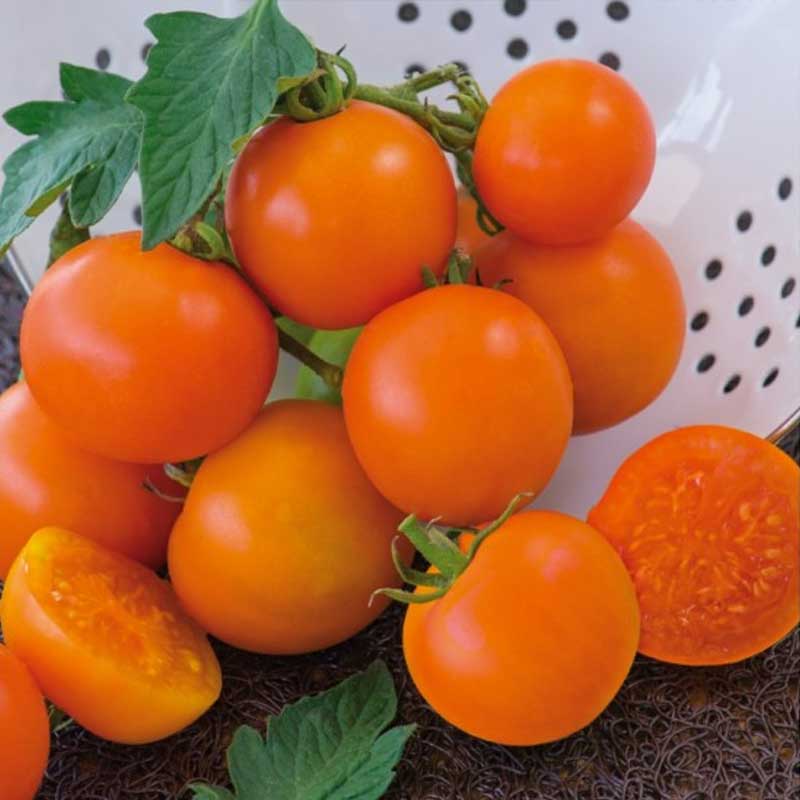 Tomaatti 'Oranže'