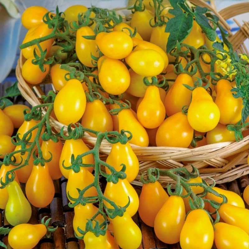 Päärynätomaatti 'Perun'