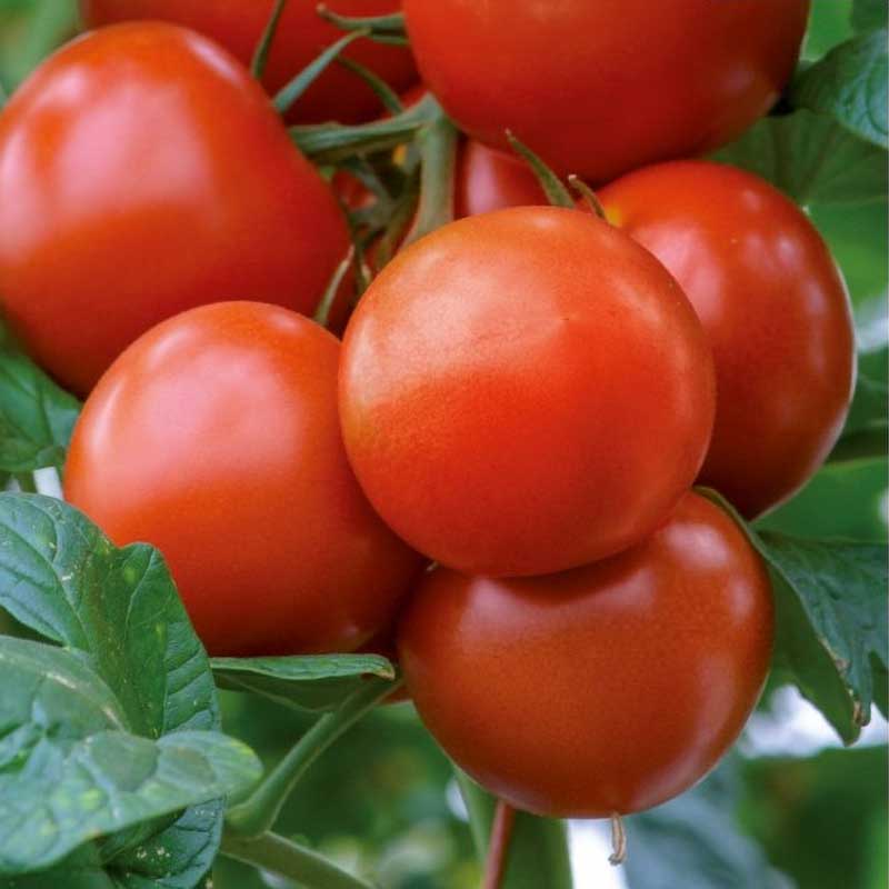 Tomaatti 'Saint Pierre'