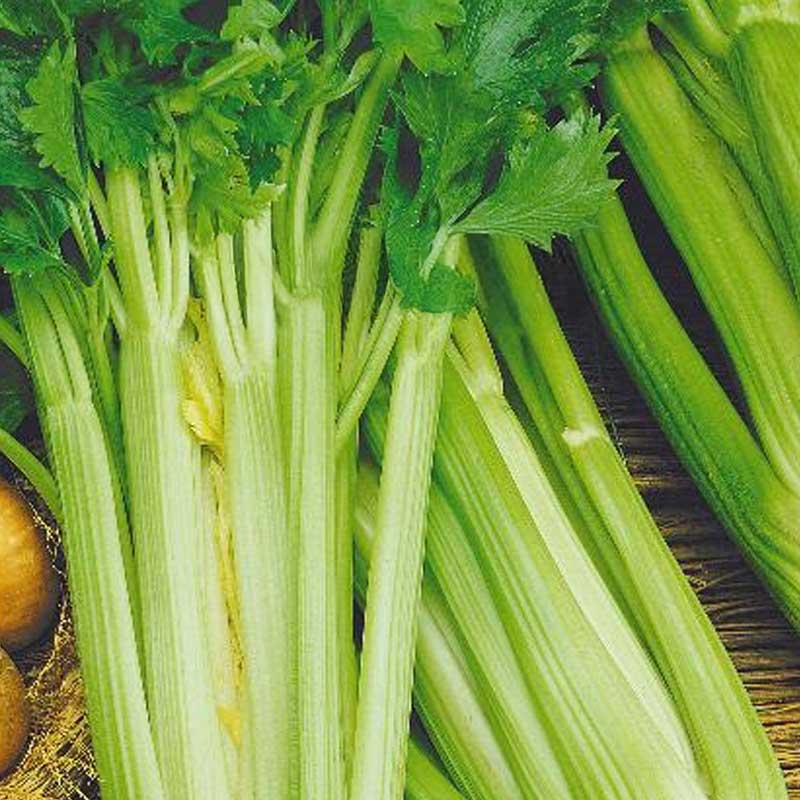 Varsi selleri 'Malachit'