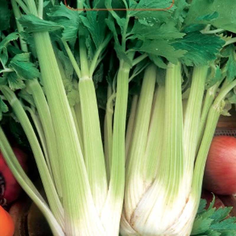 Varsi selleri 'Nuget'