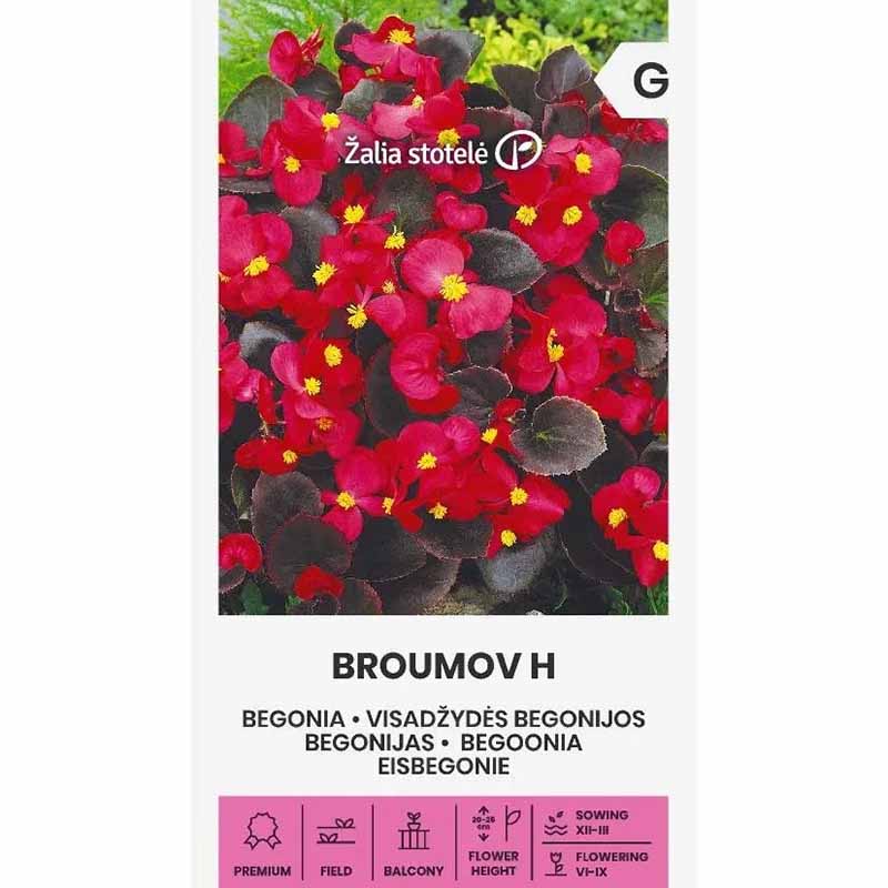 Begonia 'Broumov' F1