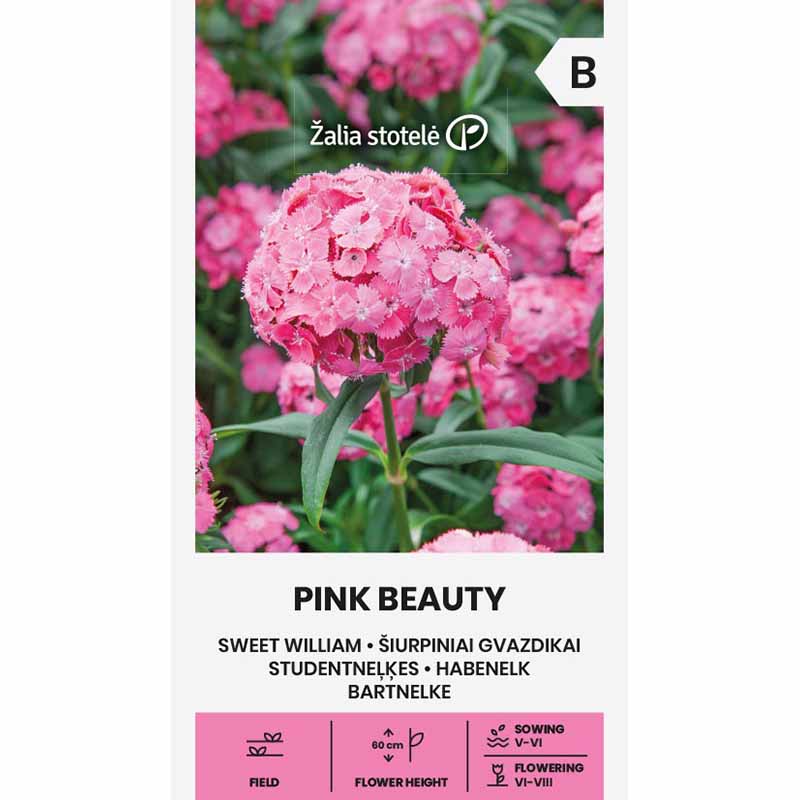 Harjaneilikka 'Pink Beauty'