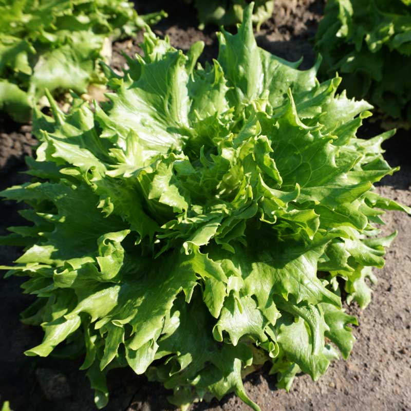 Jääsalaatti 'Regina Dei Ghiacci'