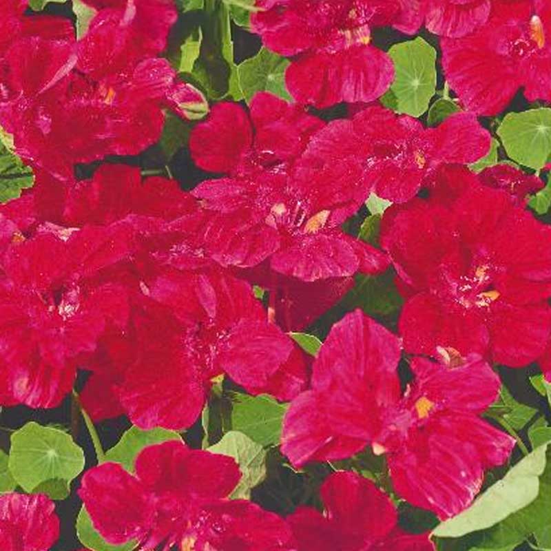 Kääpiökrassi 'Cherry rose'