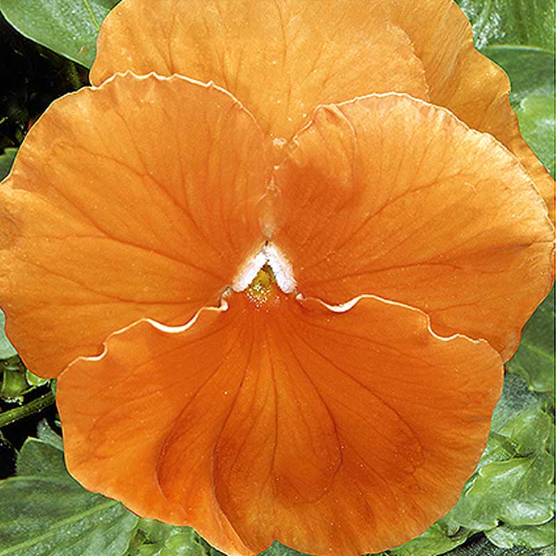 Orvokki 'Orange sun'