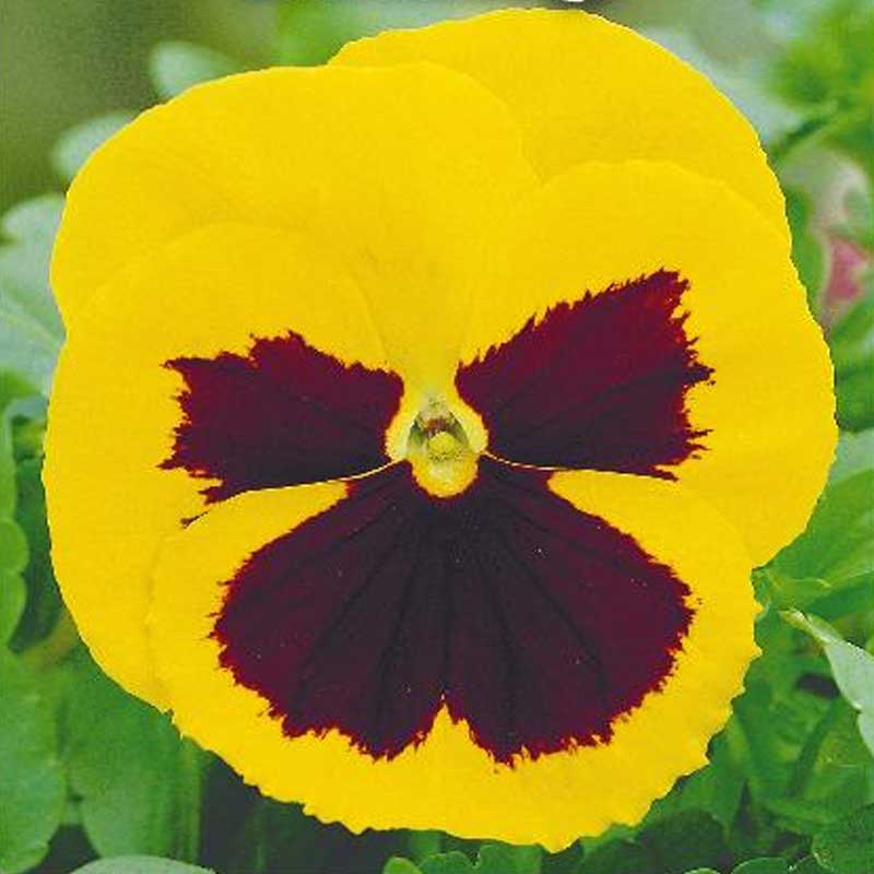 Orvokki 'Rhinegold'