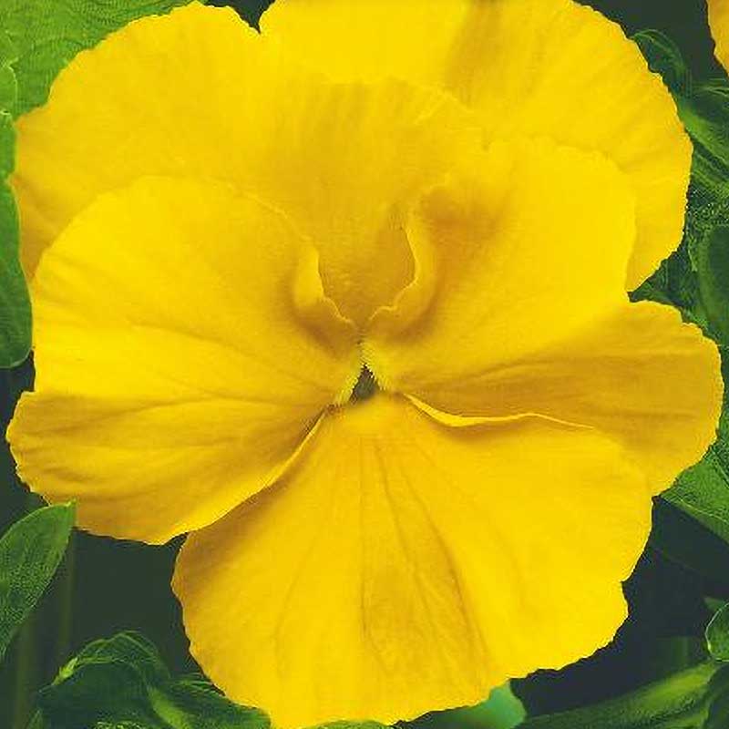 Orvokki 'Coronation gold'