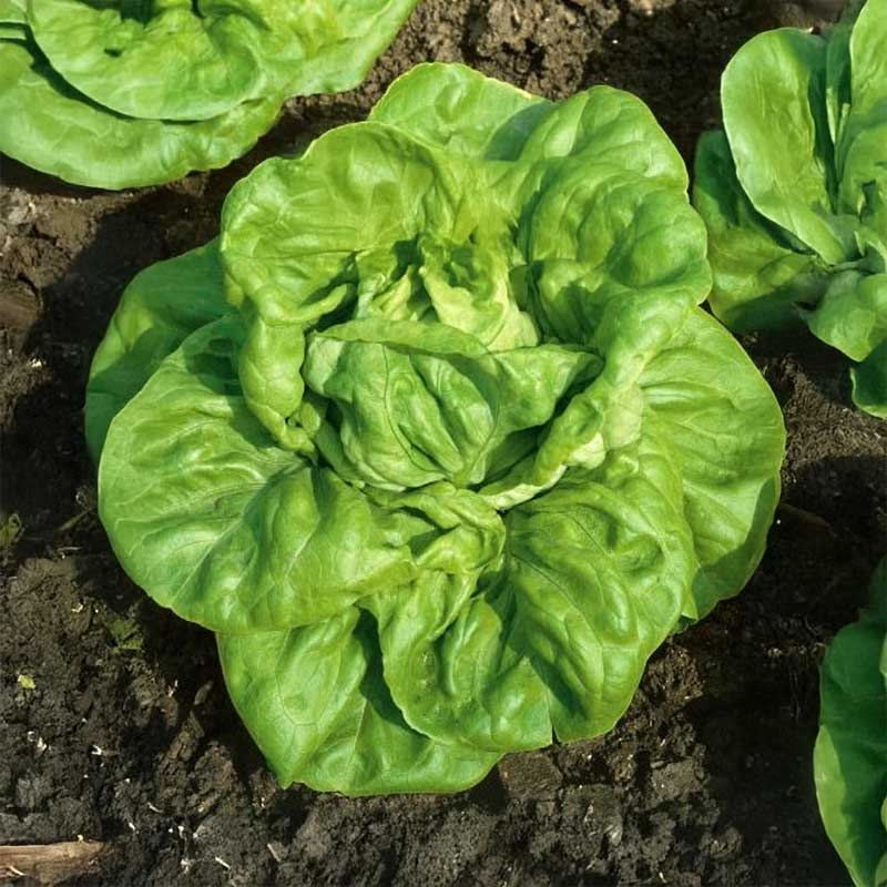 Keräsalaatti 'Justine'