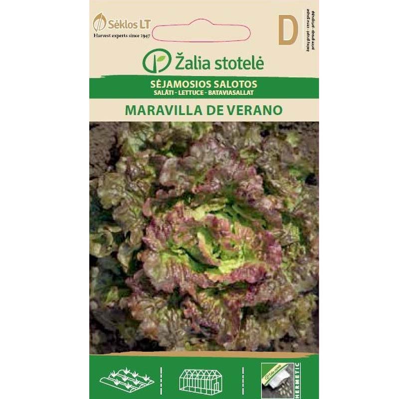 Bataviasalaatti 'Maravilla de verano'