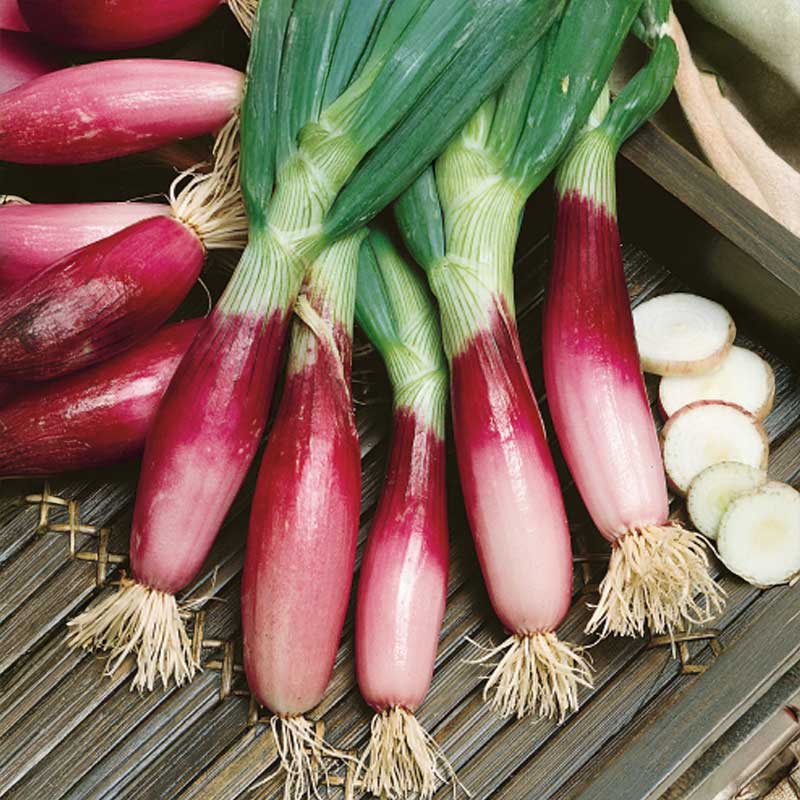 Sipuli 'Rossa lunga di firenze'