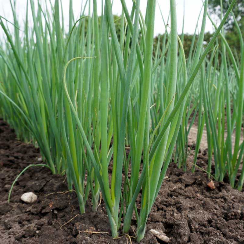 Kesäsipuli 'Freddy'