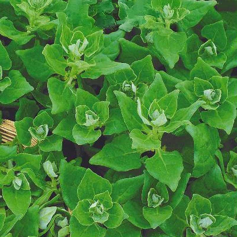 Uusiseelantilainen pinaatti