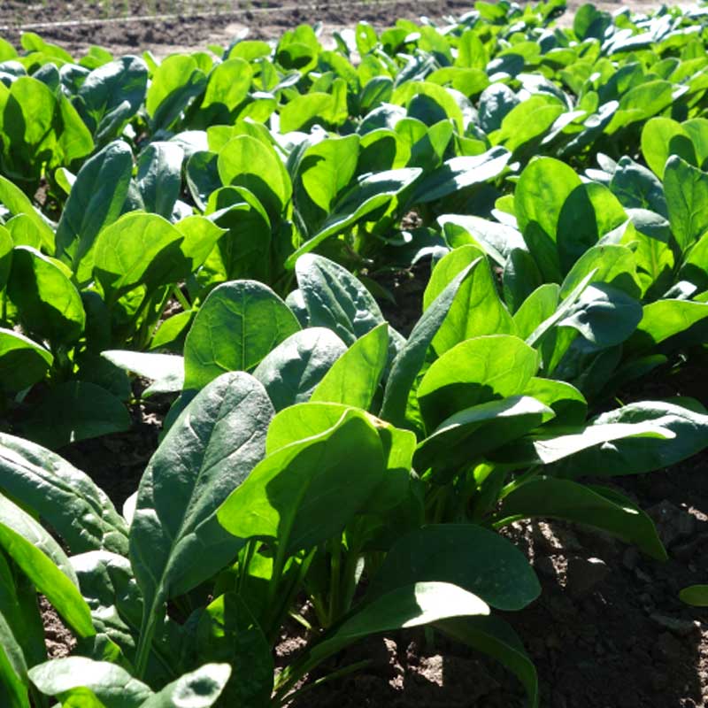 Pinaatti 'Amador' F1