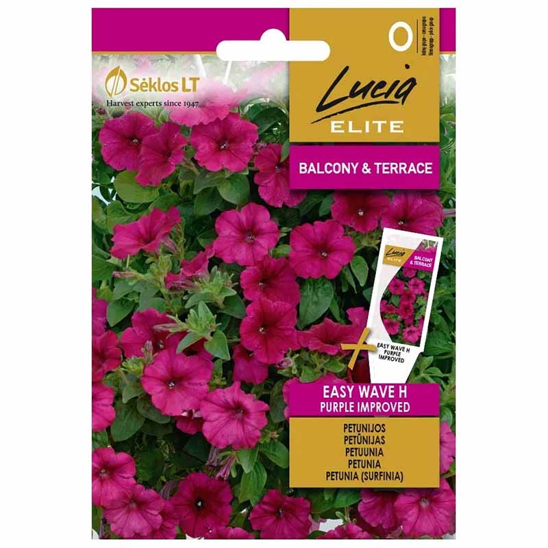 Petunia 'Easy wave h purple improved'