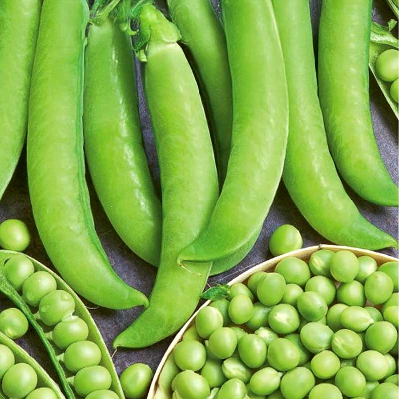 Silpoydinherne 'Wolf'