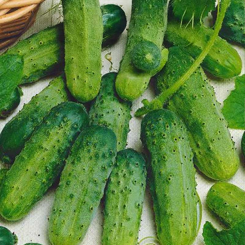 Kurkku 'Piccolo verde di parigi'