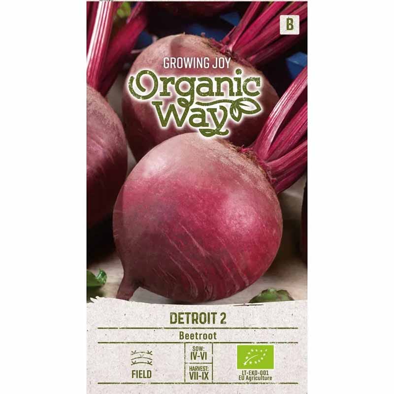 Punajuuri 'Detroit 2'