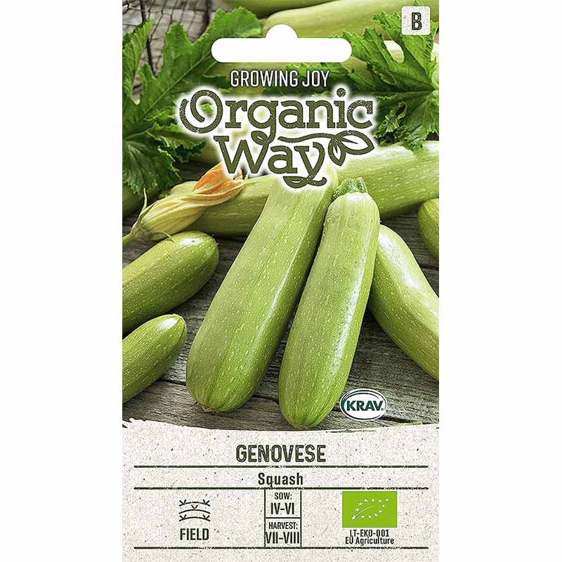 Kesäkurpitsa 'Genovese'