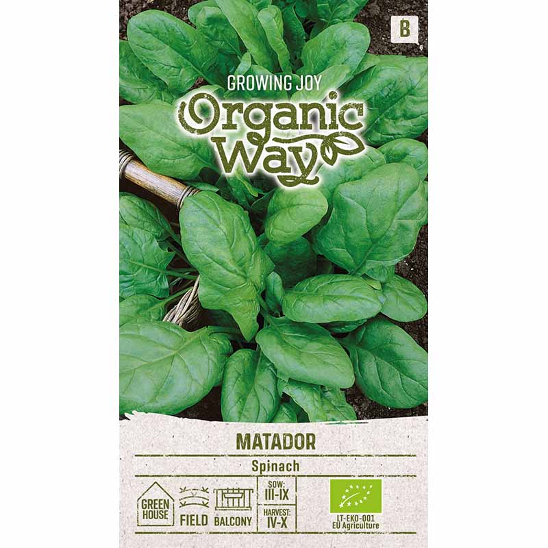 Spinach 'Matador'