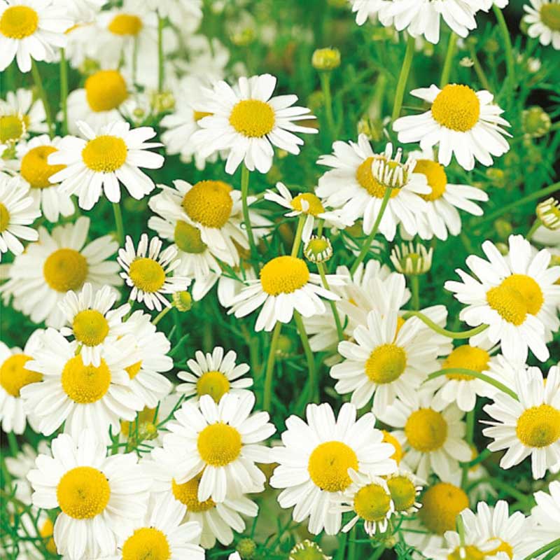 Chamomile