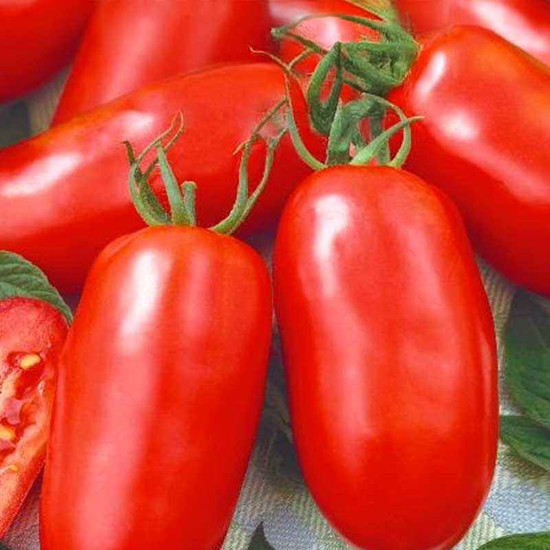 Tomaatti 's. marzano 2'