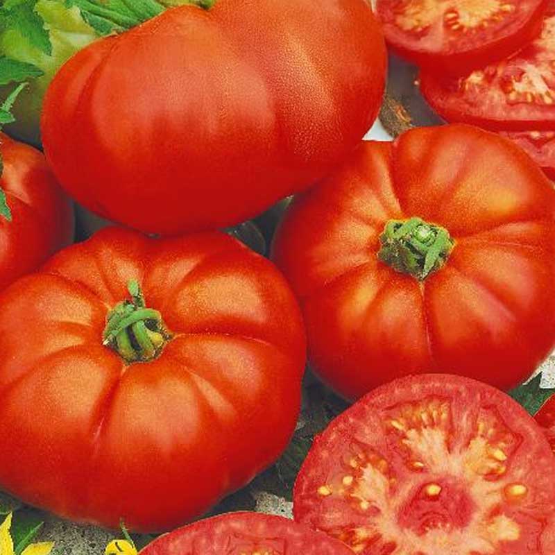 Tomaatti 'Pantano Romanesco'