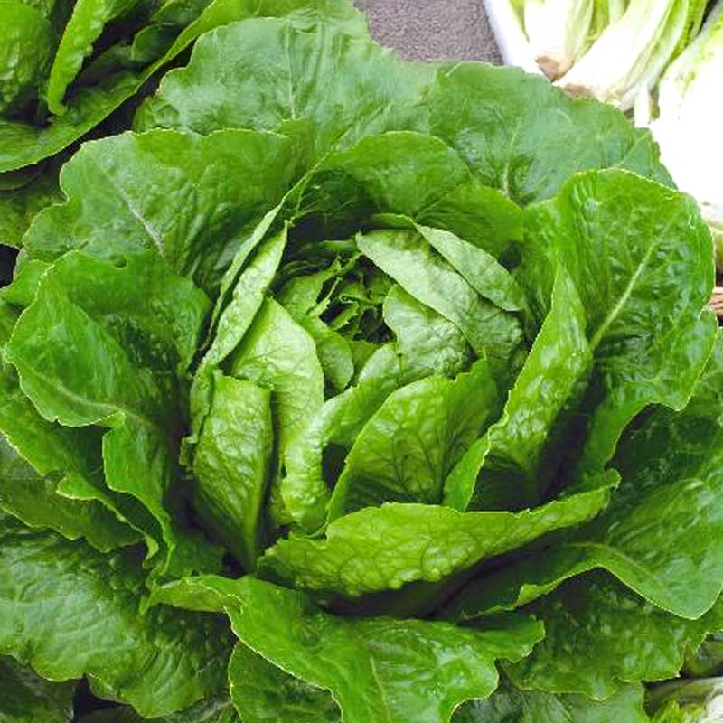 Salaatti 'Verde degli ortolani'