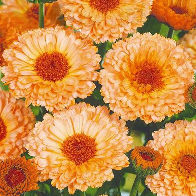 Kehäkukka 'Pink suprise'