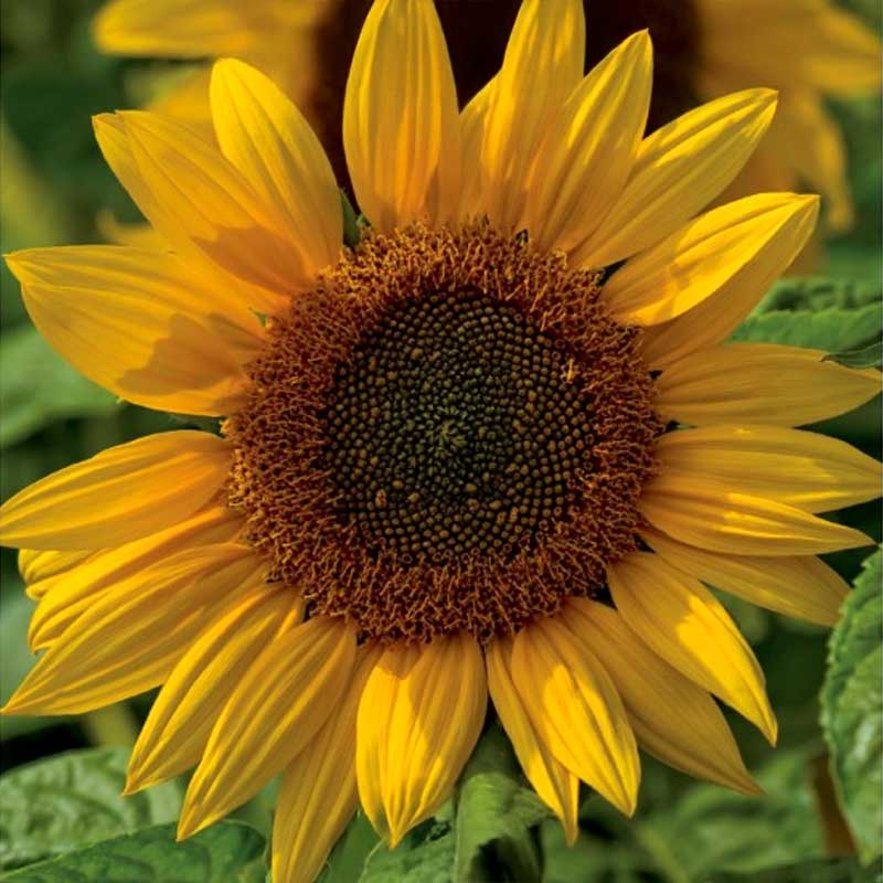 Auringonkukka 'Henry Wilde'