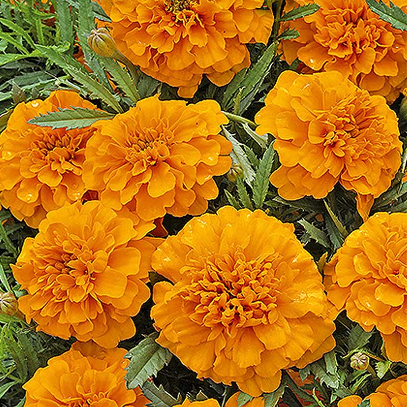 Samettikukka 'Valencia'