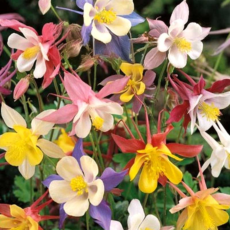 Pastelliakileija 'McKana Giants'