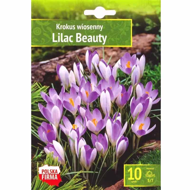 Krookus 'Lilac Beauty'