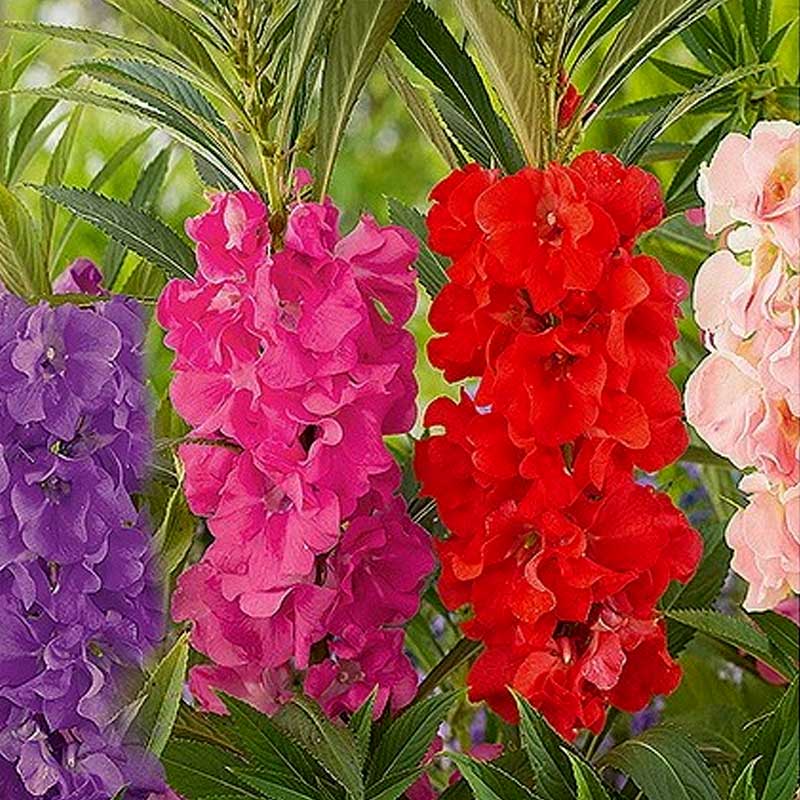 Kesäkynttilä 'Camelia'