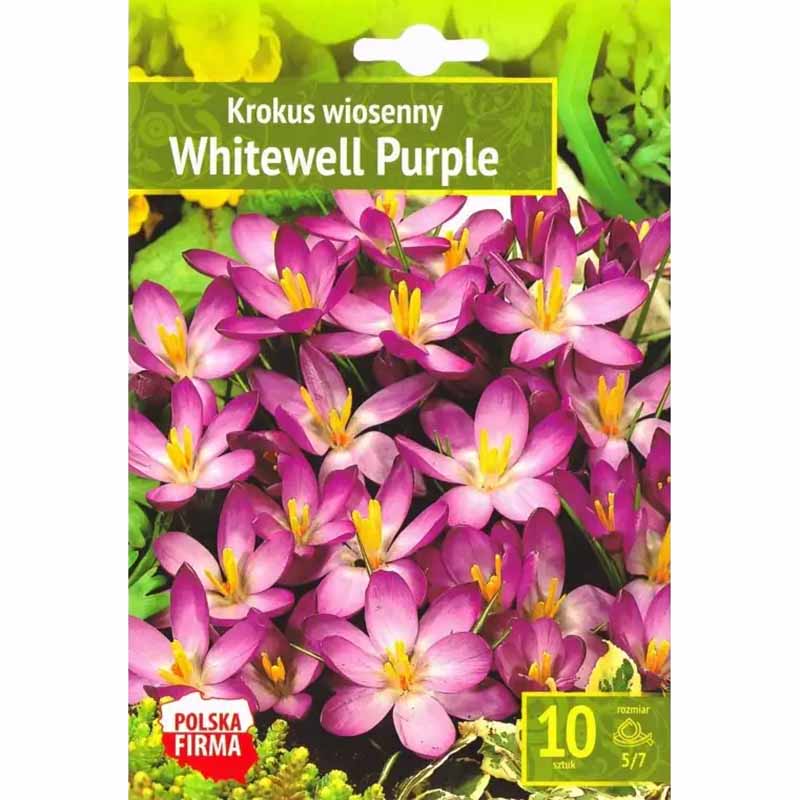 Krookus 'Whitewell Purple'