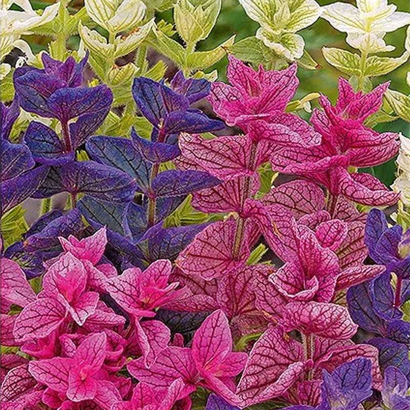 Kirjokalviosalvia Mix