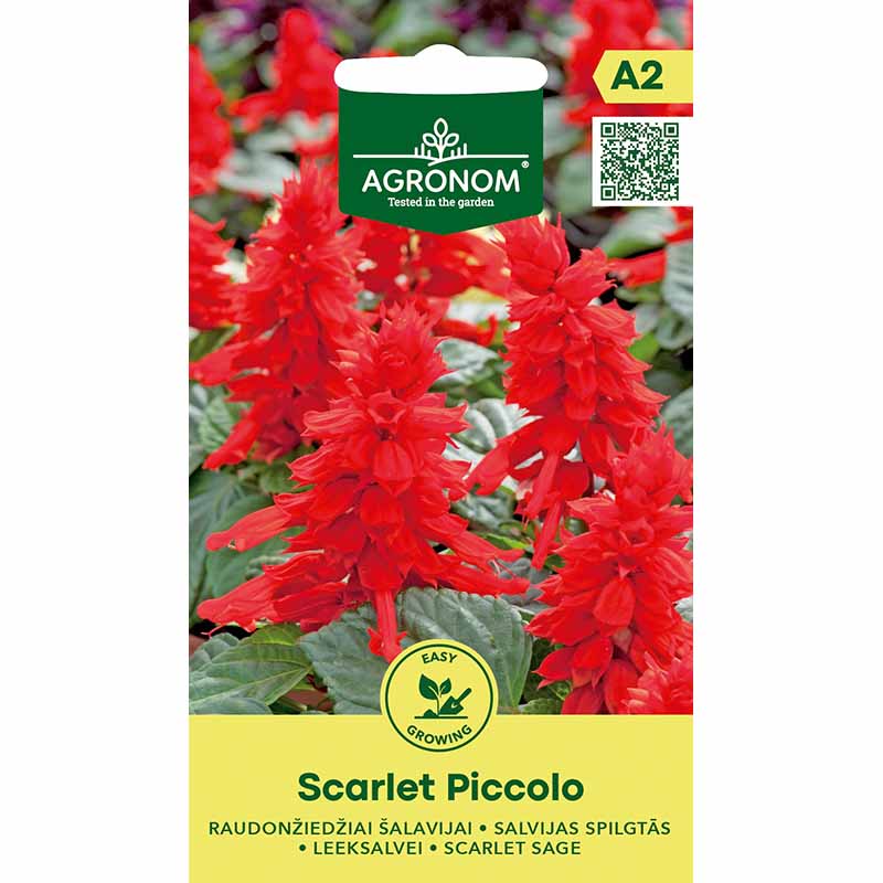 Loistosalvia 'Scarlet Piccolo'