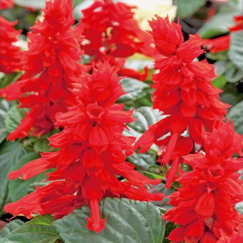 Loistosalvia 'Scarlet Piccolo'