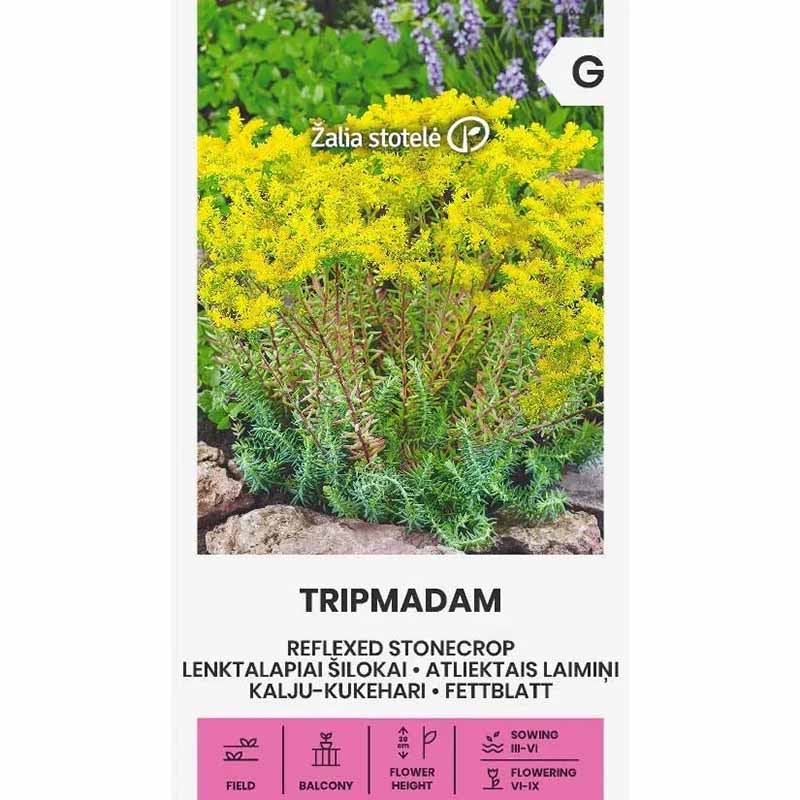 Isomaksaruoho Tripmadam