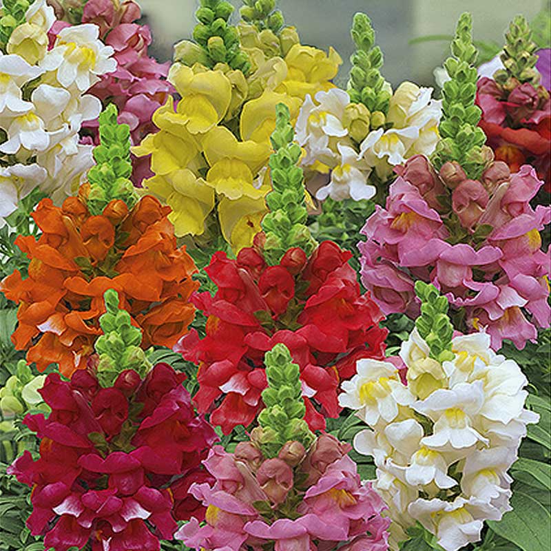 Leijonankita 'Rainbow'