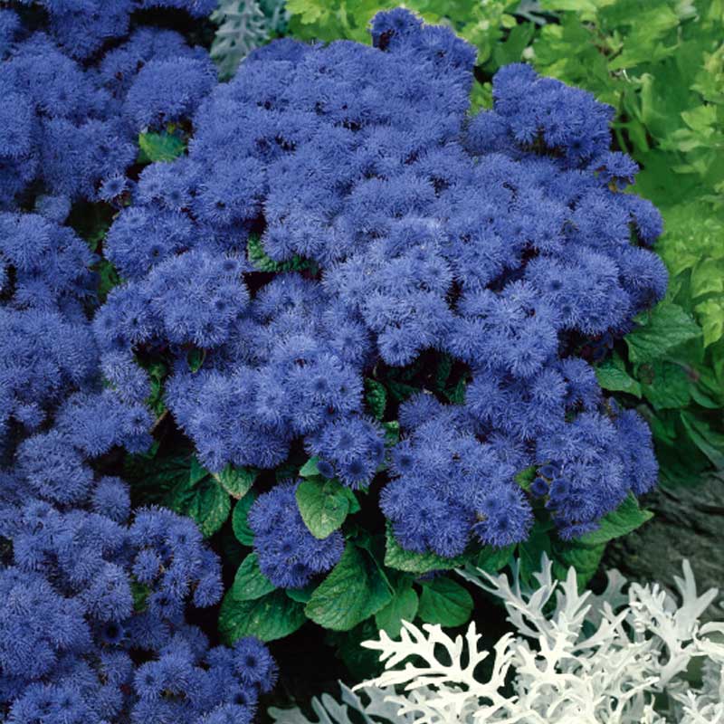 Ageratum 'Blue Ball'