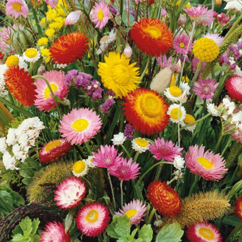 Kukkaseos 'Everlasting'